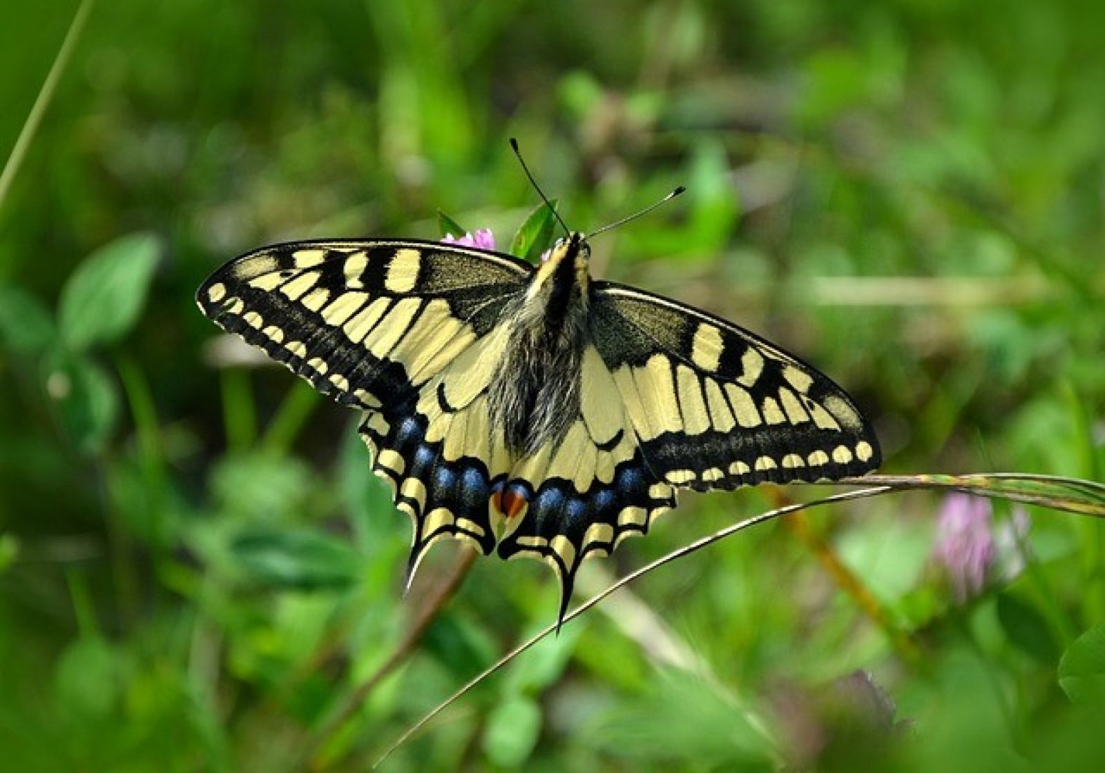 Schwalbenschwanz (© Pixabay)