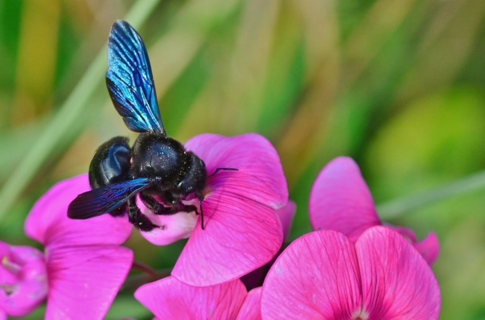 Blaue Holzbiene (© Pixabay)