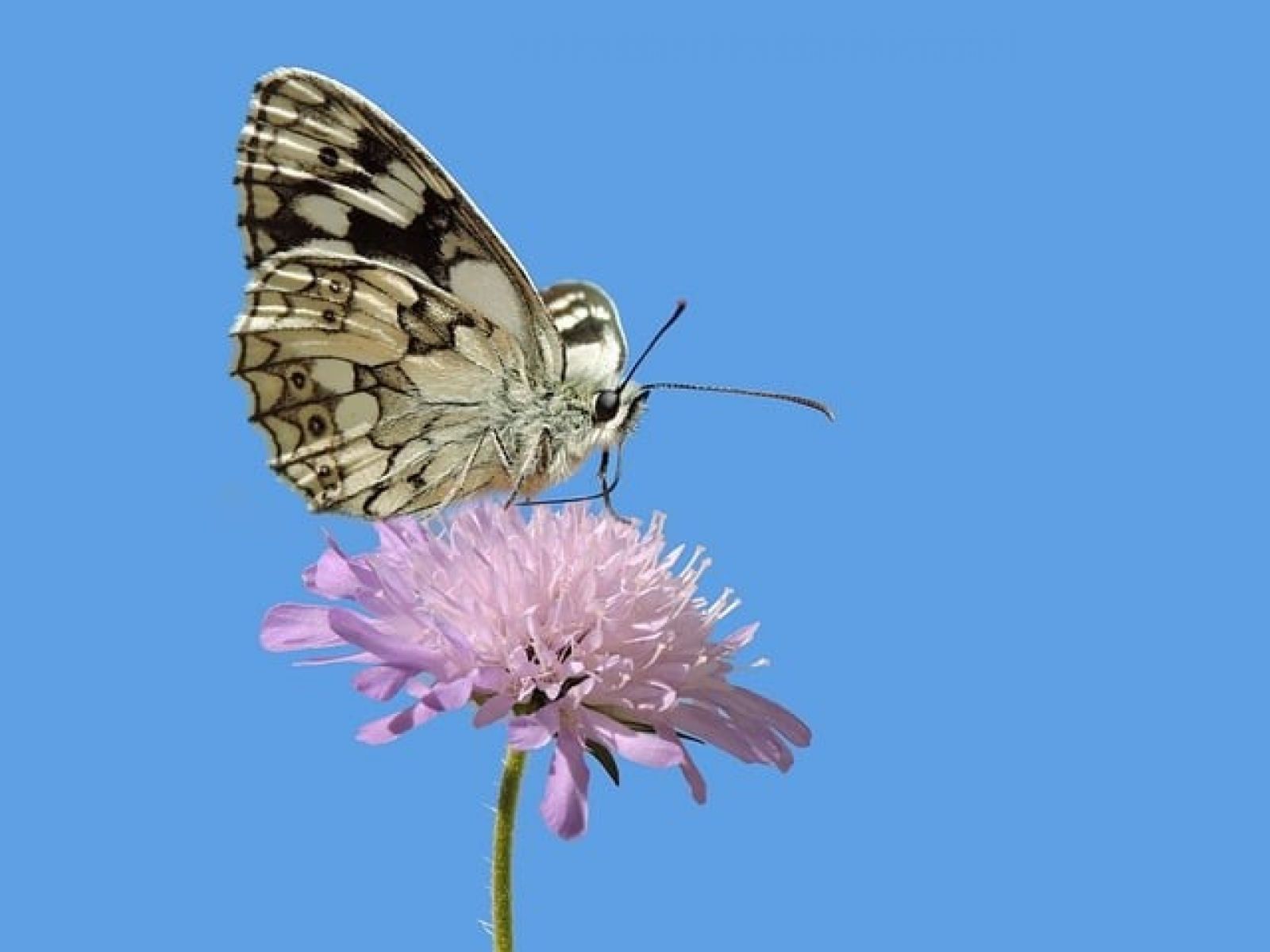 Schachbrettfalter (© Pixabay)