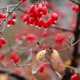 Roter Hartriegel (© Pixabay)
